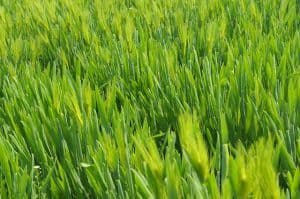 groene gerst