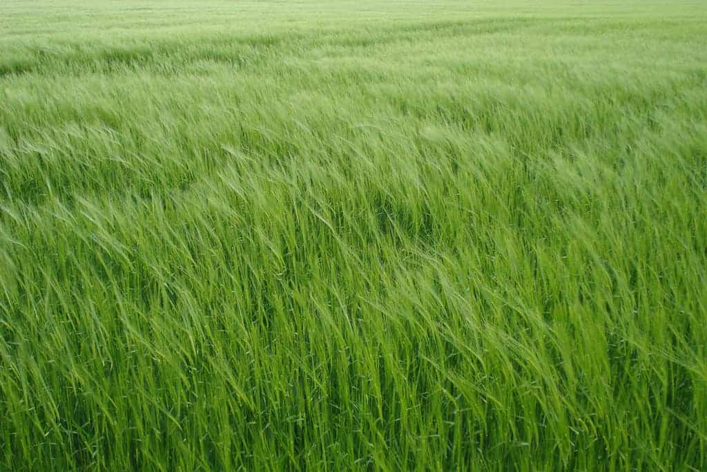 groene gerst