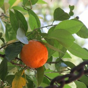 oranje