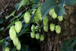 hopbellen
