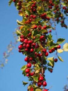 fruit