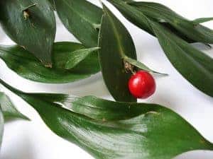 ruscus 237531 640 300x225 2