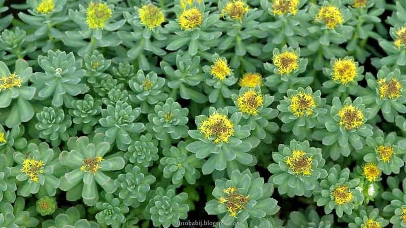 bergkristal, Rhodiola rosea