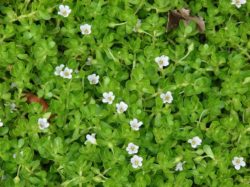 Bacopa monnieri
