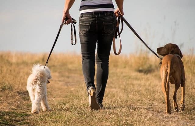 vrouw loopt met honden
