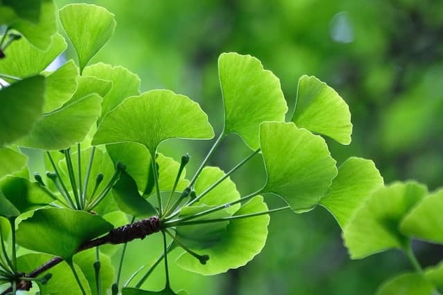 Ginkgo biloba bladeren