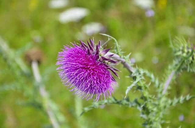vlekkerige distel