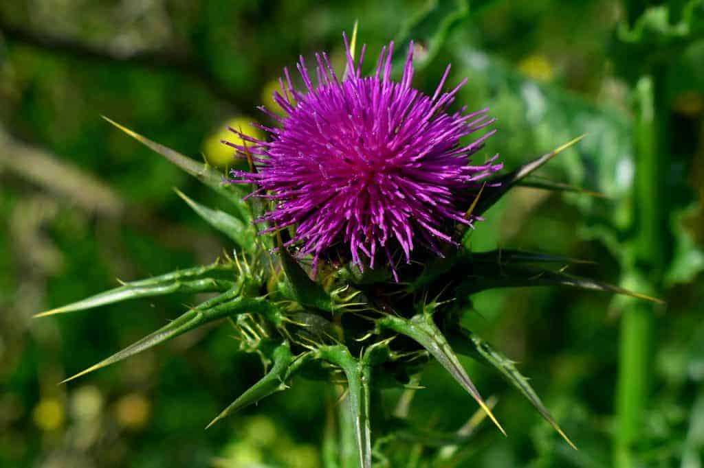 Silybum marianum, vlekkerige distel
